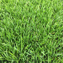 Load image into Gallery viewer, Kentucky Bluegrass Seed - Native Lawn Delivery