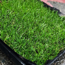 Load image into Gallery viewer, Kentucky Bluegrass Seed - Native Lawn Delivery