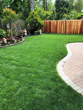 Load image into Gallery viewer, ryegrass lawn with kbg seed