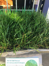 Load image into Gallery viewer, 90-10 fescue