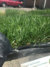 Load image into Gallery viewer, 9010 tall fescue