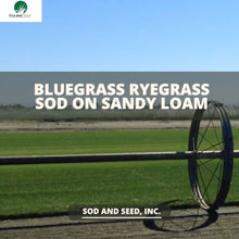 Load image into Gallery viewer, Best Bluegrass Rye Grass on Sandy Soil