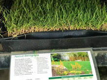 Load image into Gallery viewer, native bentgrass seed