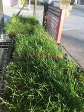 Load image into Gallery viewer, Bentgrass sod