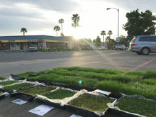 Load image into Gallery viewer, Best sod in California