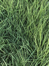 Load image into Gallery viewer, Native alternative Biofiltration Sod - Bay Area Sod and Seed