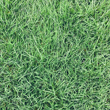 Load image into Gallery viewer, Native alternative Biofiltration Sod - Bay Area Sod and Seed