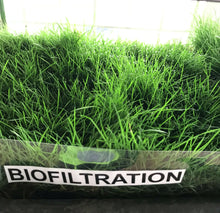 Load image into Gallery viewer, California Native Biofiltration grass