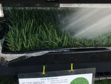 Load image into Gallery viewer, Kentucky Bluegrass Sod - Native Lawn Delivery