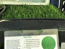 Load image into Gallery viewer, blue-rye sod