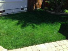 Load image into Gallery viewer, bluegrass ryegrass sod