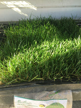Load image into Gallery viewer, Bolero dwarf fescue sod