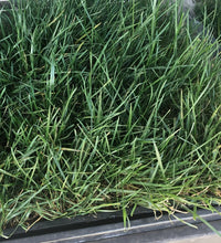 Load image into Gallery viewer, Bolero sod