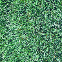 Load image into Gallery viewer, bolero plus grass