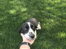 Load image into Gallery viewer, bolero plus seed