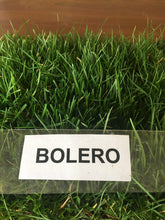 Load image into Gallery viewer, Image of Bolero dwarf fescue