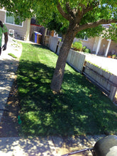 Load image into Gallery viewer, bolero dwarf fescue sod