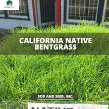 Load image into Gallery viewer, Native Bentgrass Sod