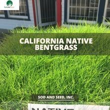 Load image into Gallery viewer, Native Bentgrass Seed