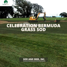 Load image into Gallery viewer, Celebration Bermuda Grass Plugs