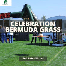 Load image into Gallery viewer, Bermuda grass Celebration