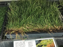 Load image into Gallery viewer, California-Native-sod-Biofiltration