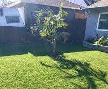 Load image into Gallery viewer, Celebration Bermudagrass near me