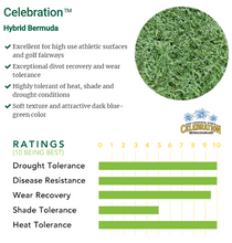 Load image into Gallery viewer, Celebration bermuda grass reviews