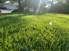 Load image into Gallery viewer, Delta tall 9010 fescue with bluegrass