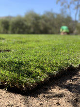 Load image into Gallery viewer, Delta Tall Fescue sod