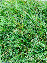 Load image into Gallery viewer, Delta Grassland Mix - Bay Area Sod and Seed