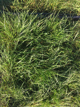 Load image into Gallery viewer, Delta Grassland Mix - Bay Area Sod and Seed