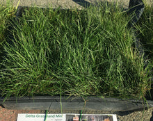 Load image into Gallery viewer, Delta Grassland Mix - Bay Area Sod and Seed