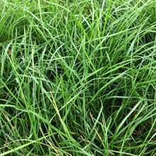 Load image into Gallery viewer, Delta Grassland Mix - Bay Area Sod and Seed