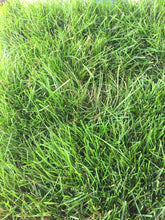 Load image into Gallery viewer, Native Mow Free Sod
