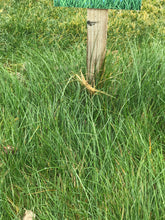 Load image into Gallery viewer, Delta Grassland Mix - Bay Area Sod and Seed