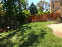 Load image into Gallery viewer, hybrid tall fescue with bluegrass