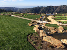 Load image into Gallery viewer, Dwarf tall fescue