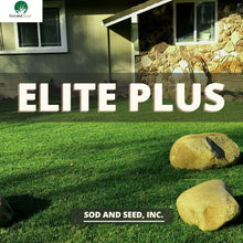 Load image into Gallery viewer, Dwarf Tall Fescue and Kentucky Bluegrass