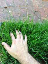 Load image into Gallery viewer, Elite Plus