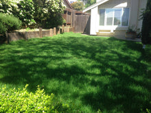 Load image into Gallery viewer, elite plus sod tall