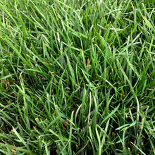 Load image into Gallery viewer, Elite Plus - Bay Area Sod and Seed