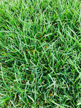 Load image into Gallery viewer, Elite Plus seed winter