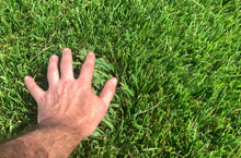 Load image into Gallery viewer, Endurance sod near me