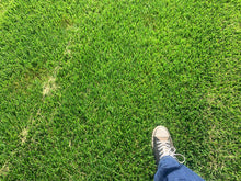 Load image into Gallery viewer, Endurance Fescue Sod