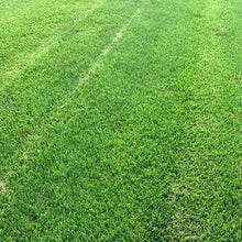 Load image into Gallery viewer, Endurance tall fescue sod