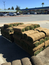 Load image into Gallery viewer, Enduro dwarf tall fescue