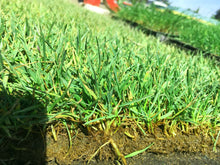 Load image into Gallery viewer, enduro fescue