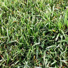 Load image into Gallery viewer, Enduro Dwarf Tall Fescue Seed