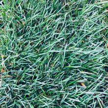 Load image into Gallery viewer, Dwarf Tall Fescue Seed